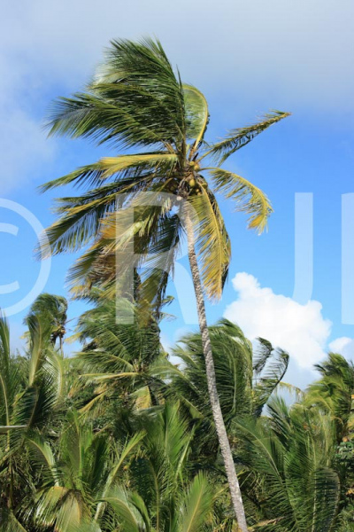 Caribbean0587