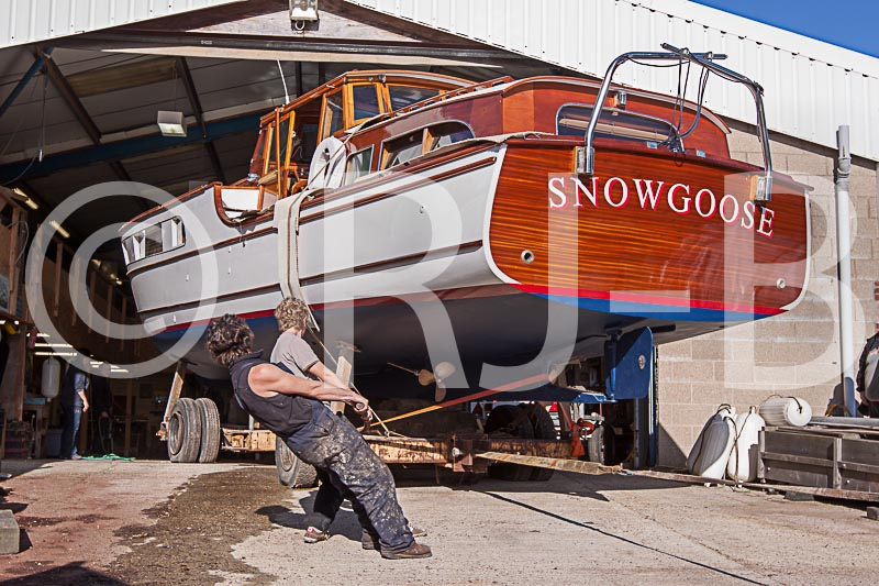 SnowgooseNo-496